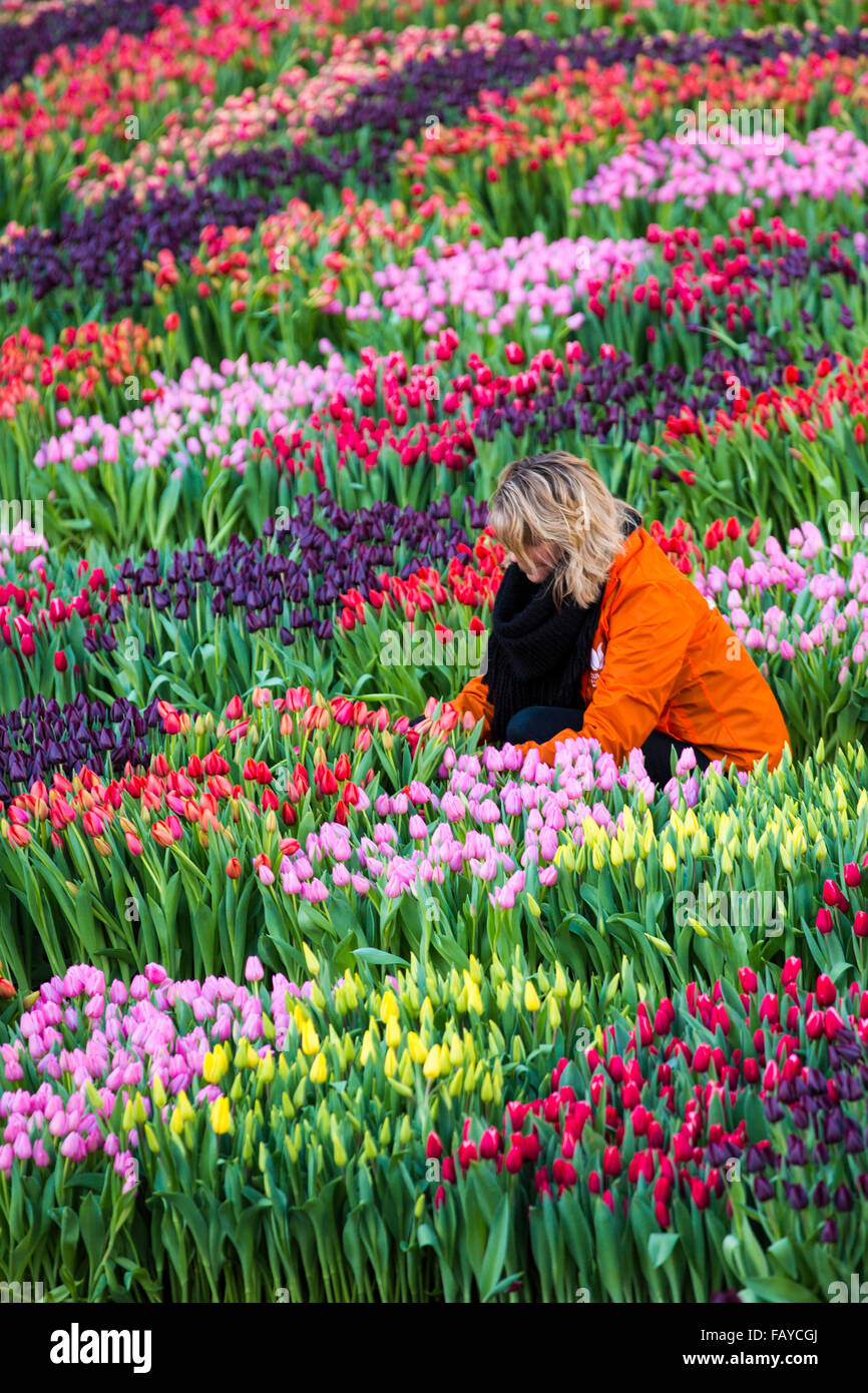Netherlands, Amsterdam, Start of tulip season at Dam Square. People can pick the tulips for free. National Tulip Day Stock Photo