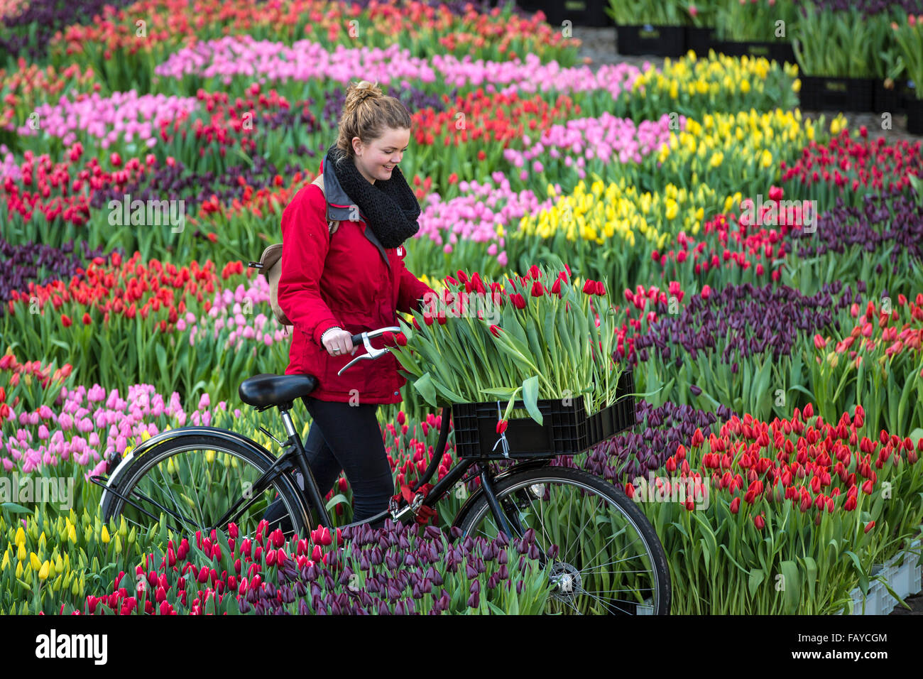 Netherlands, Amsterdam, Start tulip season at Dam Square. People can pick the tulips for free. National Tulip Day. Girl bicycle Stock Photo