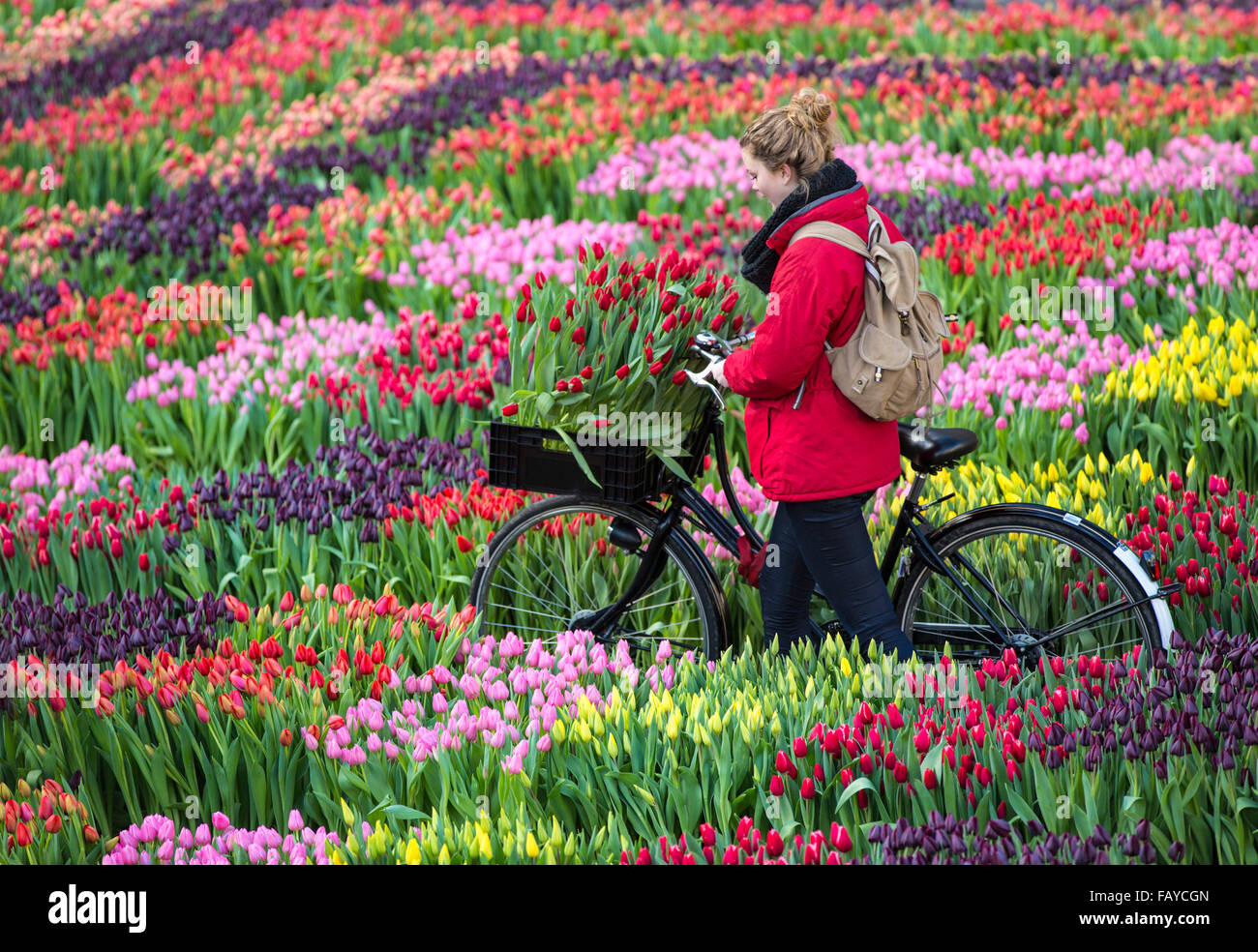 Netherlands, Amsterdam, Start tulip season at Dam Square. People can pick the tulips for free. National Tulip Day. Girl bicycle Stock Photo