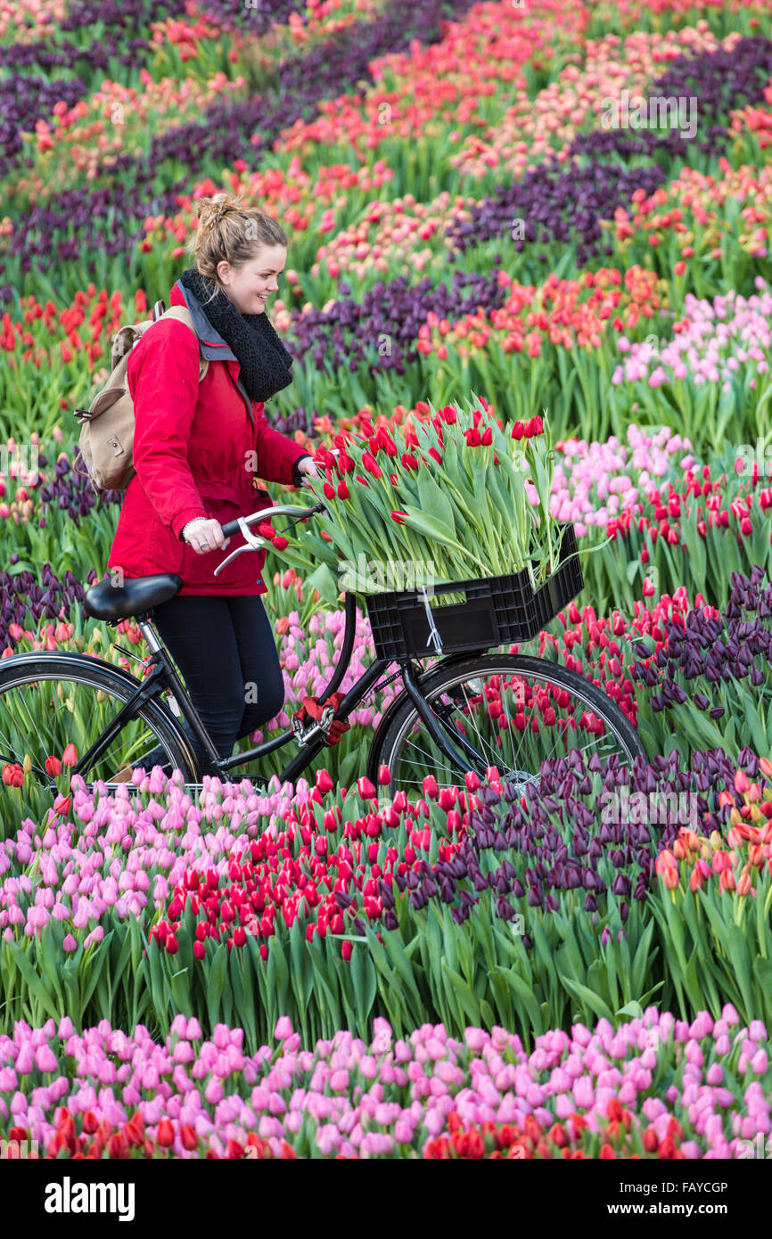 Netherlands, Amsterdam, Start tulip season at Dam Square. People can pick the tulips for free. National Tulip Day. Girl bicycle Stock Photo