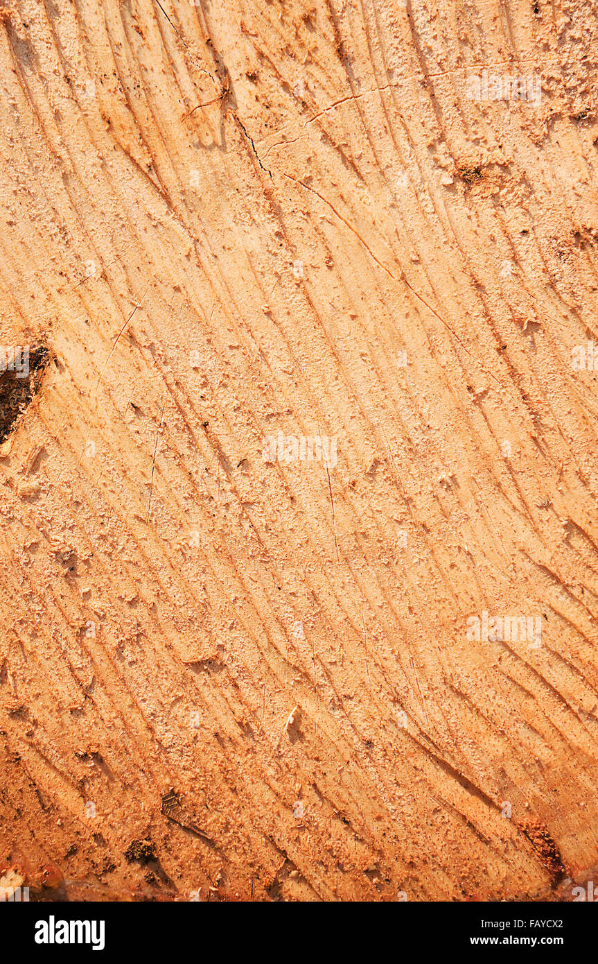 Cut wood surface closeup Stock Photo - Alamy