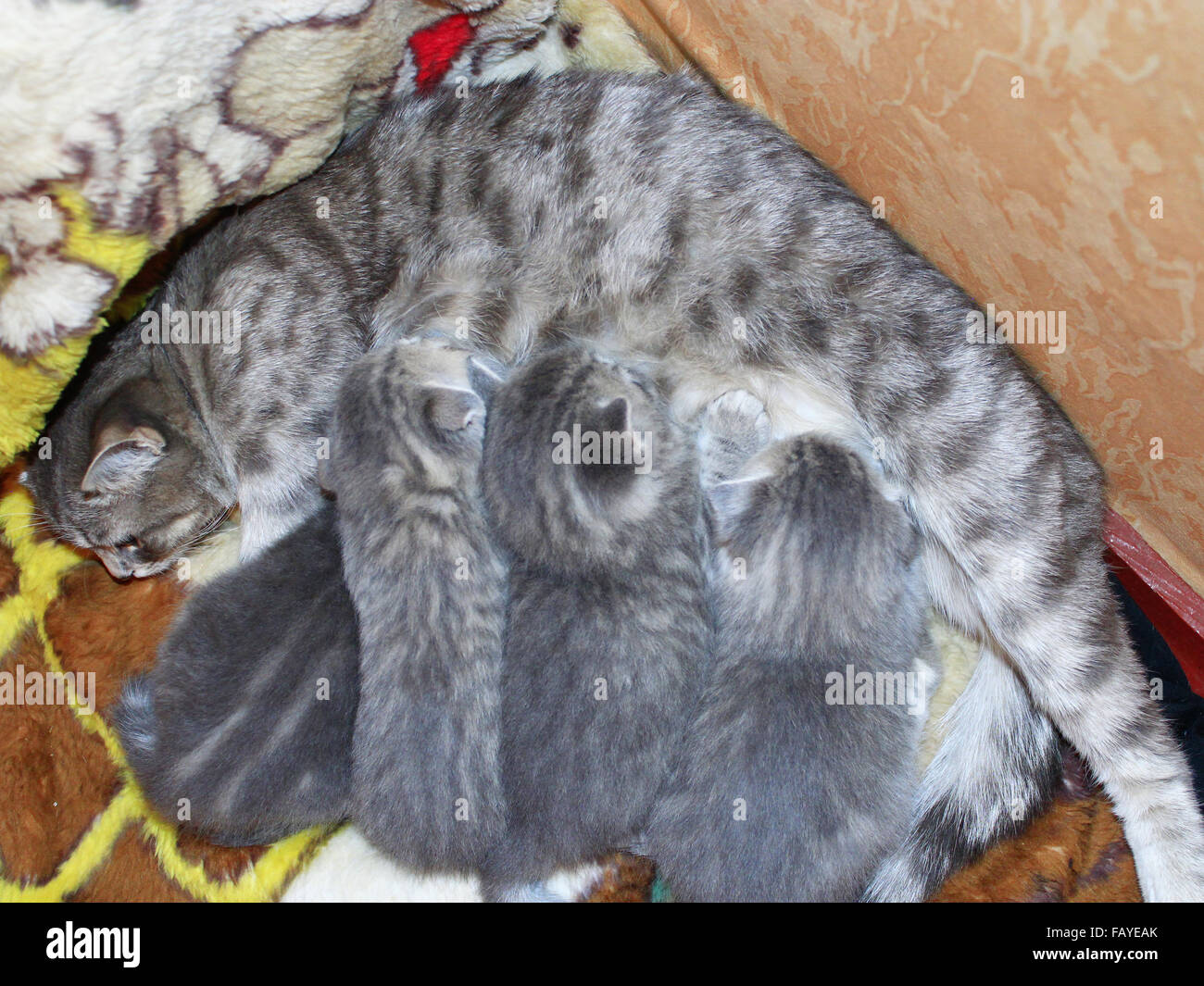 cat and her newborn kittens of Scottish Straight breed Stock Photo
