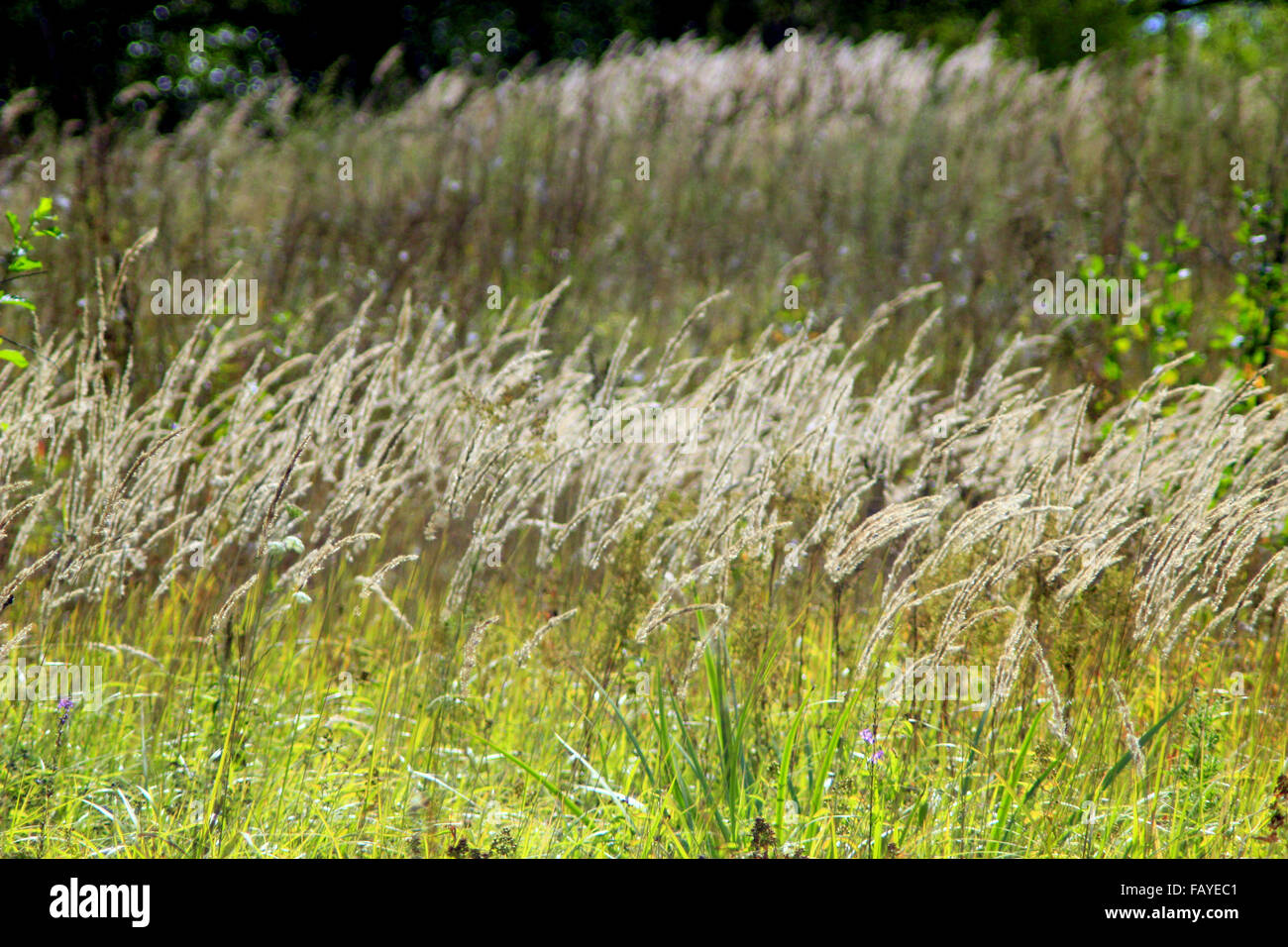 thicket of high green grass in the field Stock Photo