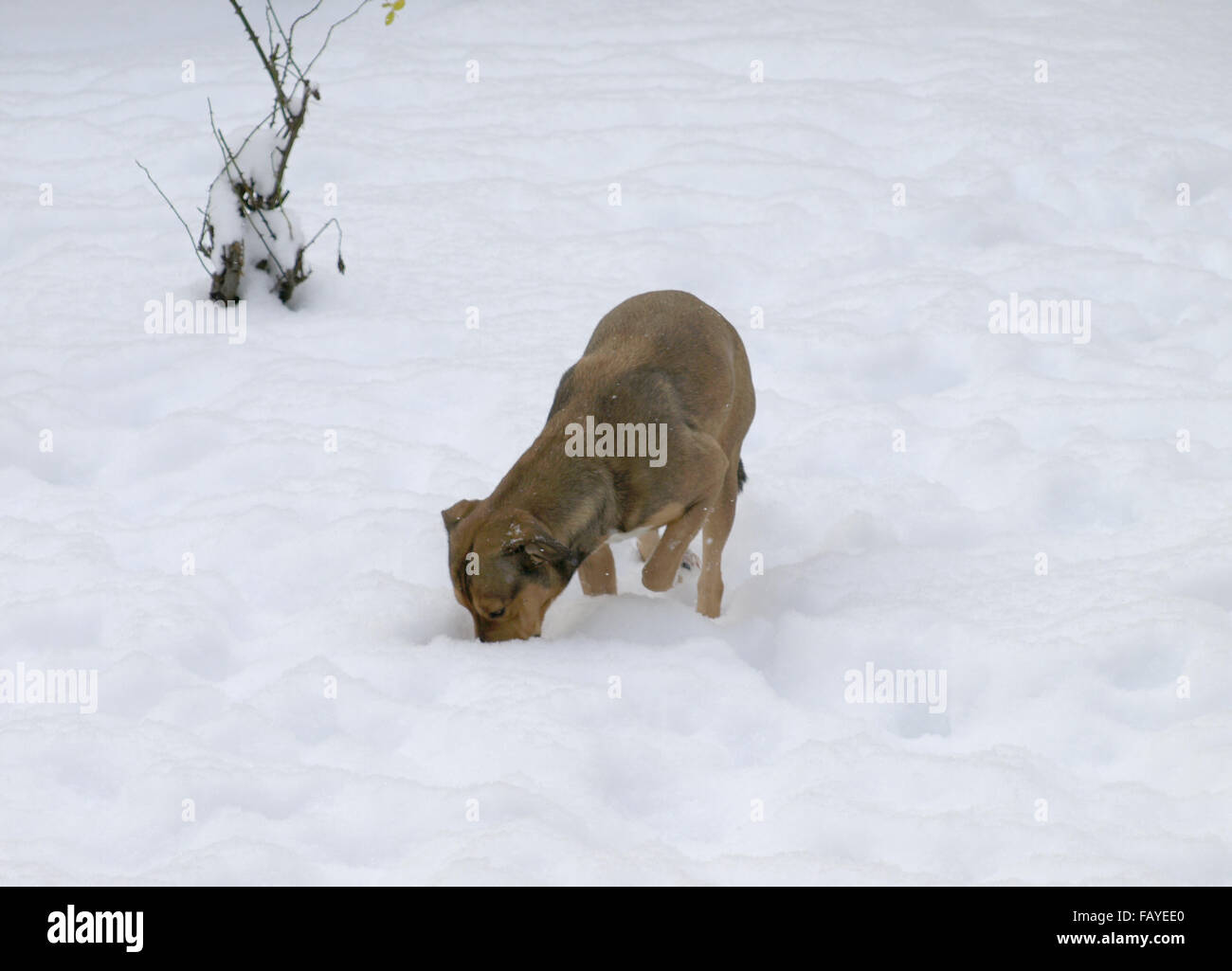dog playing in the snow Stock Photo - Alamy