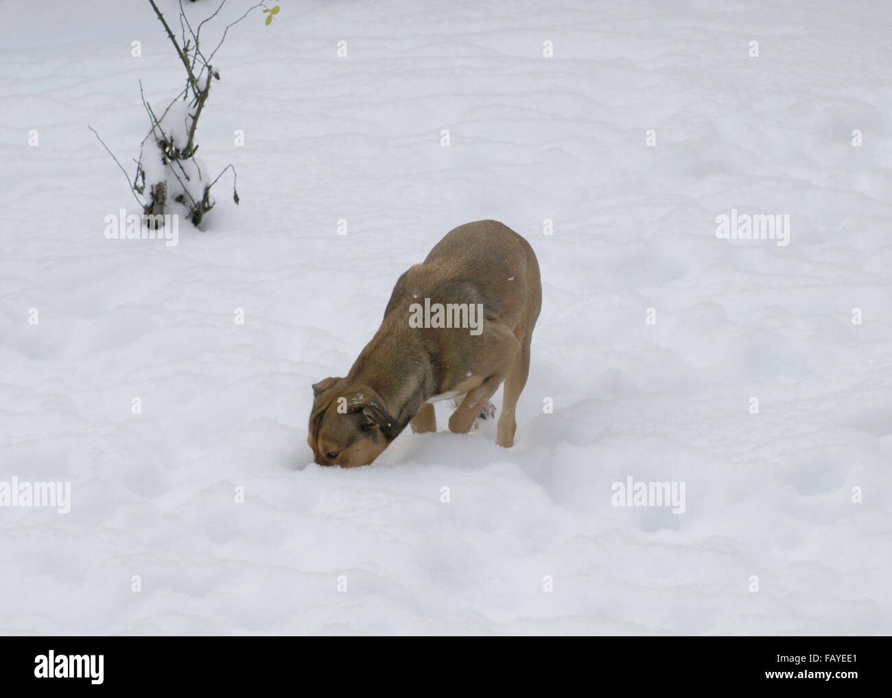 dog playing in the snow Stock Photo - Alamy
