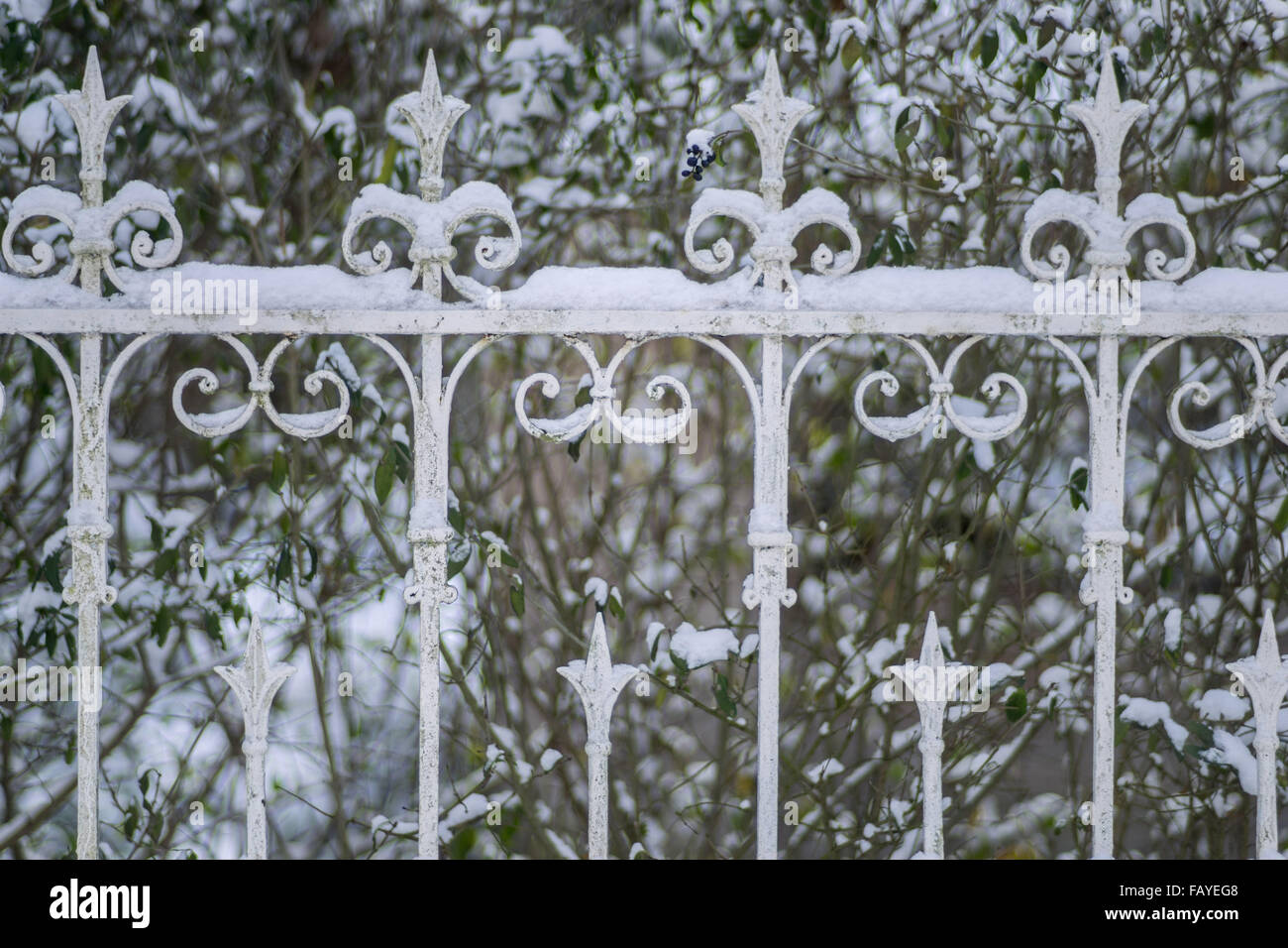 Old ornamental iron fence covered with snow Stock Photo - Alamy