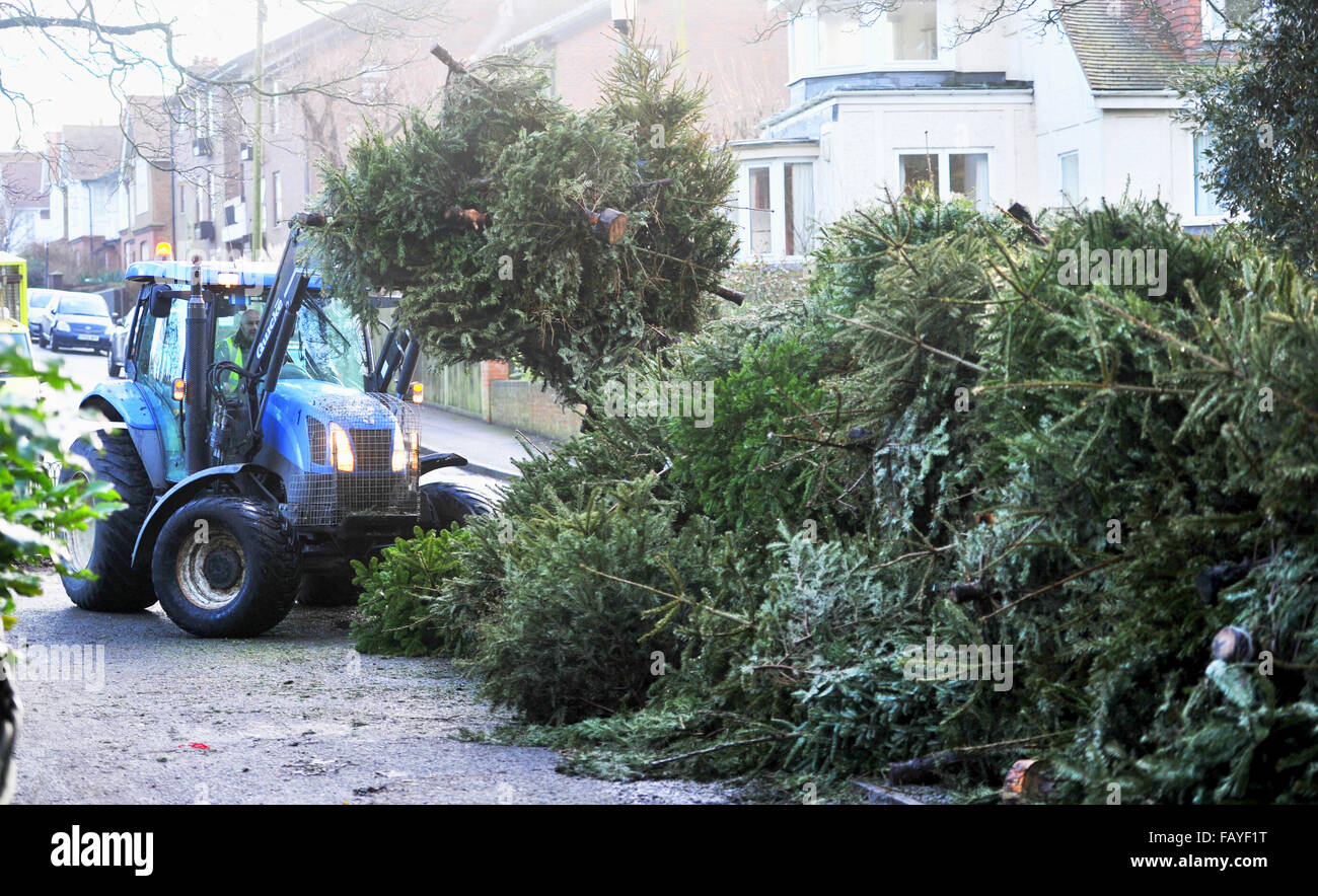 Council christmas tree recycling point hires stock photography and