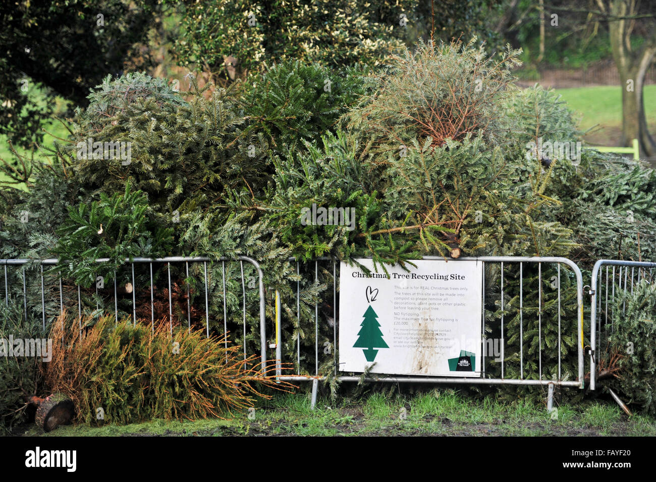 Council christmas tree recycling point hires stock photography and
