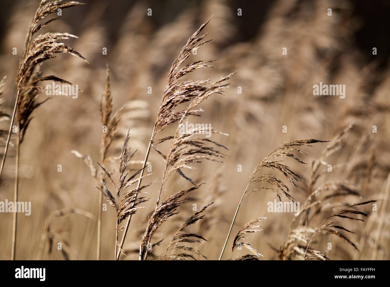 Reed seed heads, or panicles. (Phragmites sp. ). Calthorpe Broad. Norfolk Stock Photo Alamy
