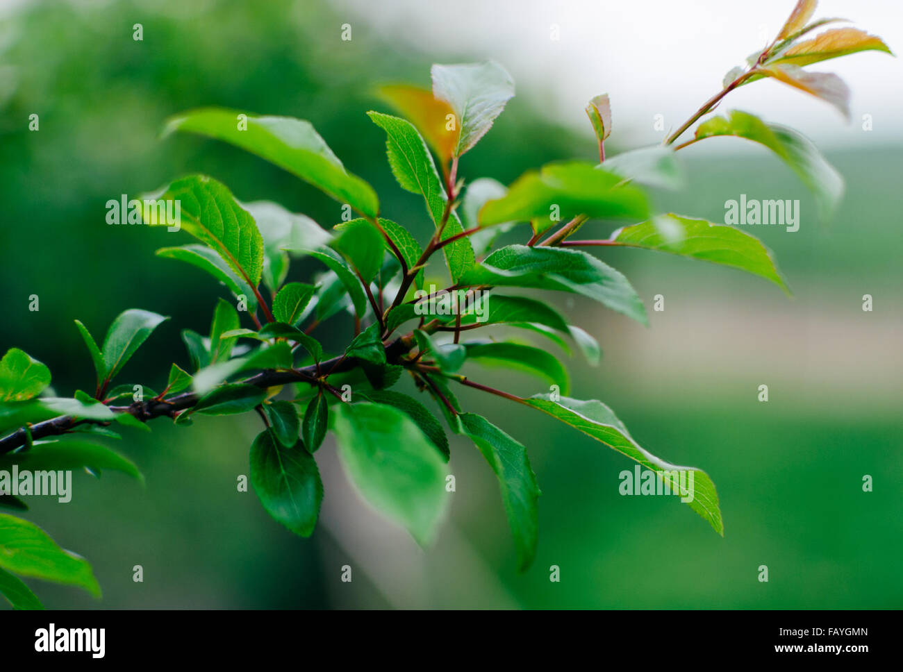 Green branch of the apple tree in summer day Stock Photo
