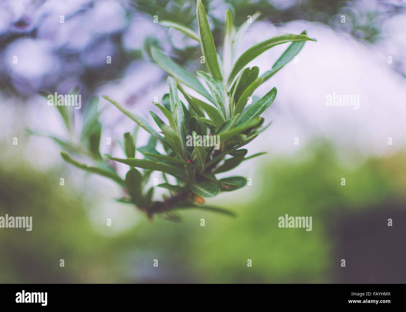 Green branch of the gree on bokeh background Stock Photo