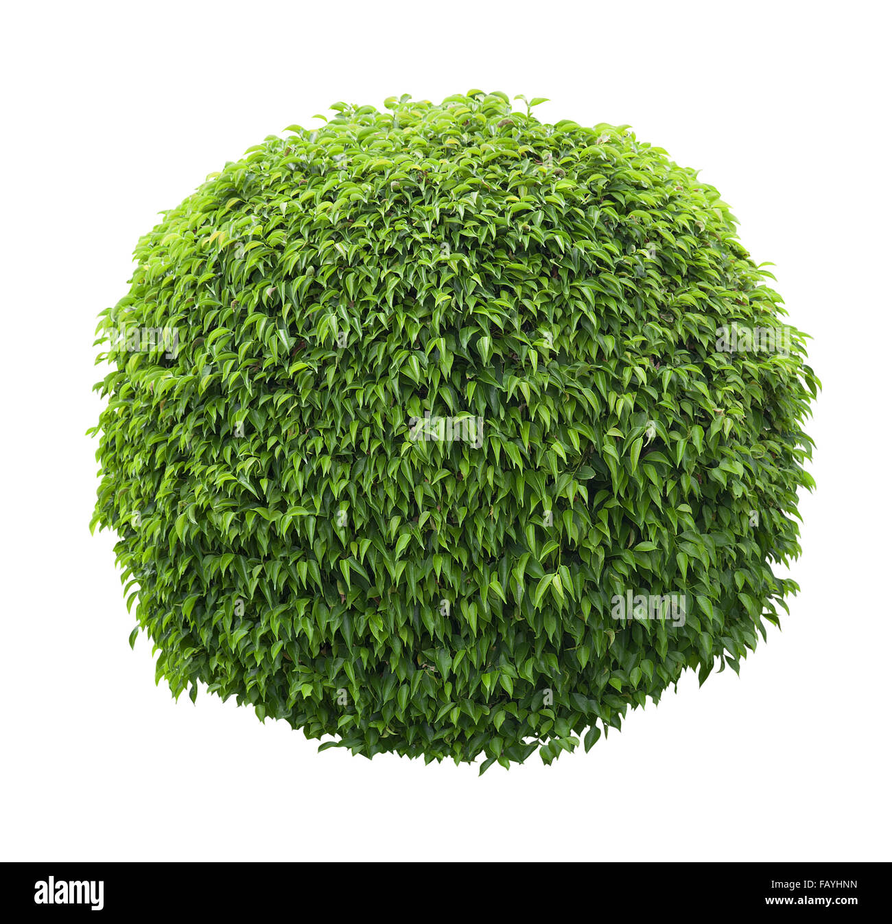 Cute ball shaped bush isolated on white background Stock Photo