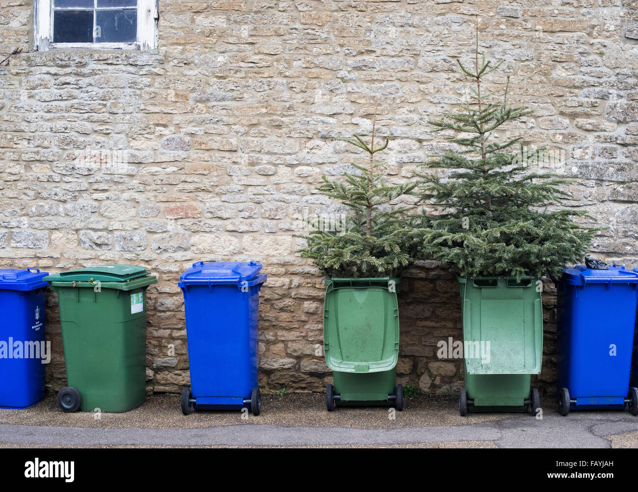 Christmas is over. Discarded christmas trees in wheelie bins Stock