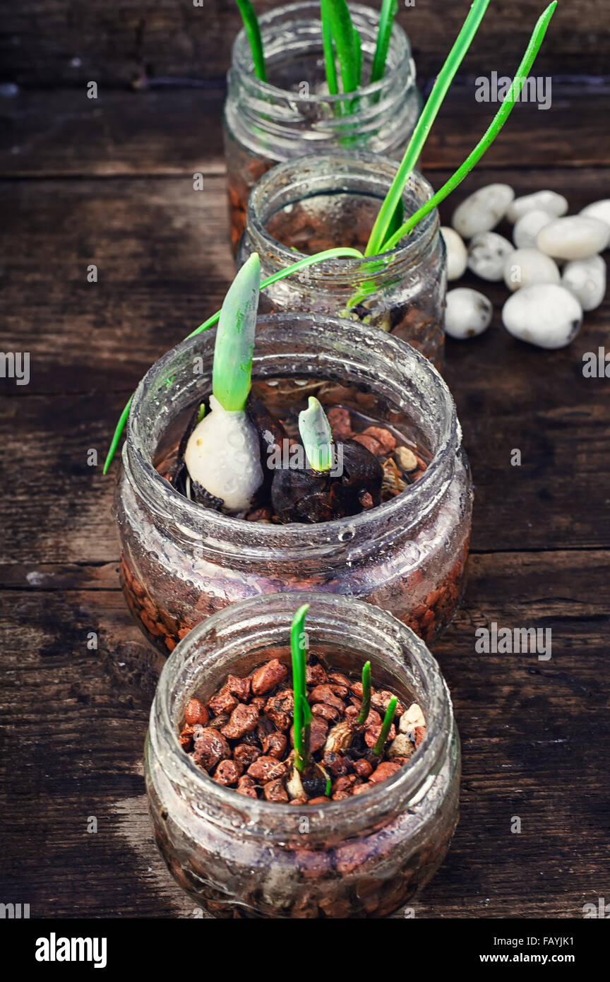 Seedlings of flowers in glass jars with drainage Stock Photo Alamy