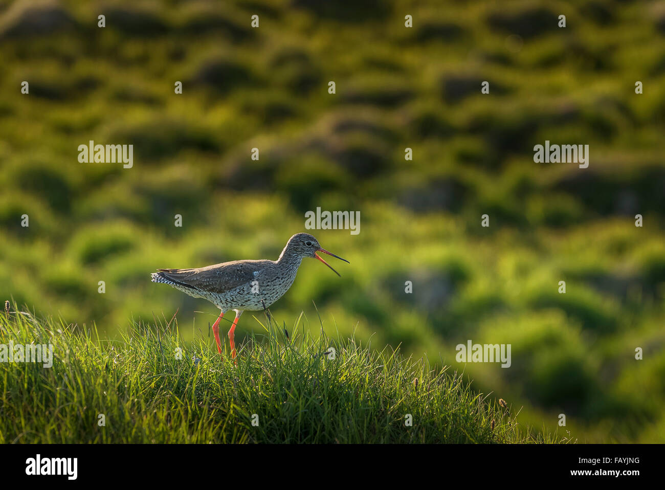 Redshank bird screaming, Flatey Island, Breidafjordur, Western Iceland Stock Photo