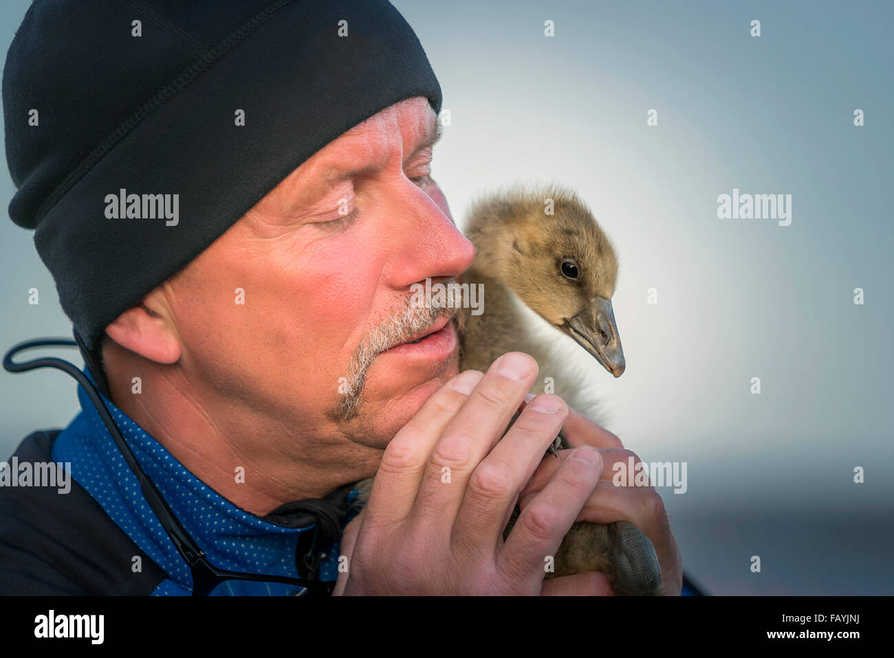Portrait of male with a small duckling, Flatey Island, Iceland Stock Photo
