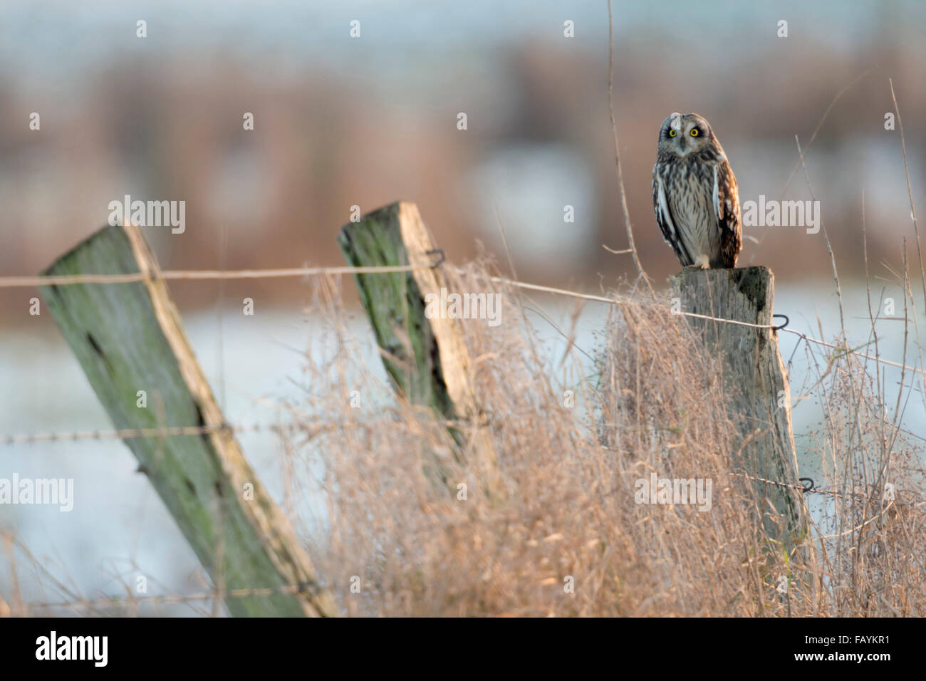 Short-eared Owl / Sumpfohreule ( Asio flammeus ) in winter, perched on an old fence pole. Stock Photo