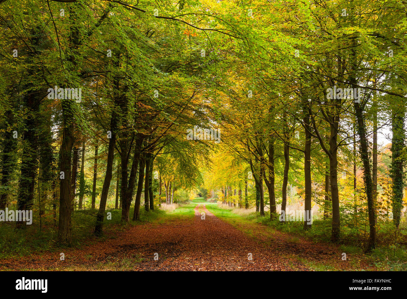 Avenue of Autumnal Beech Trees in Woodland. Stock Photo