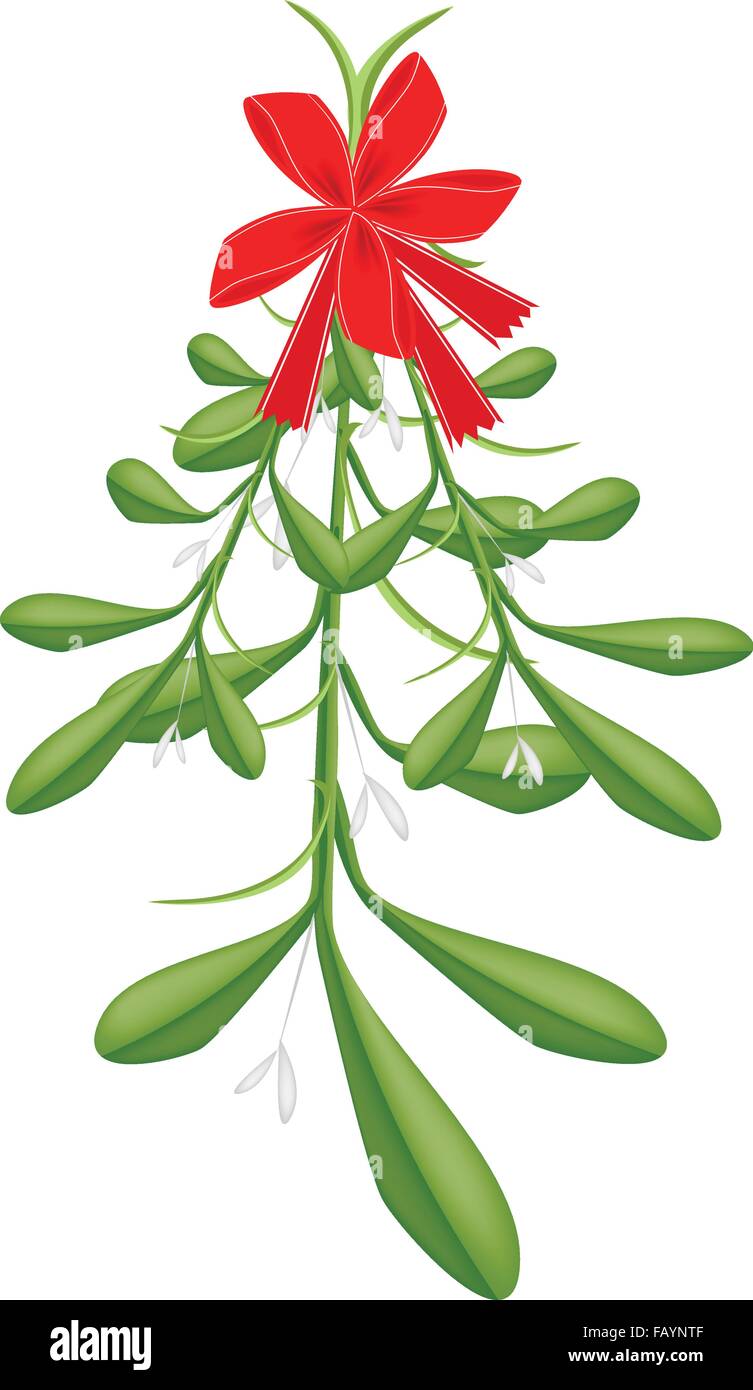 Mistletoe Bunch or Viscum Album with A Christmas Red Ribbon For ...