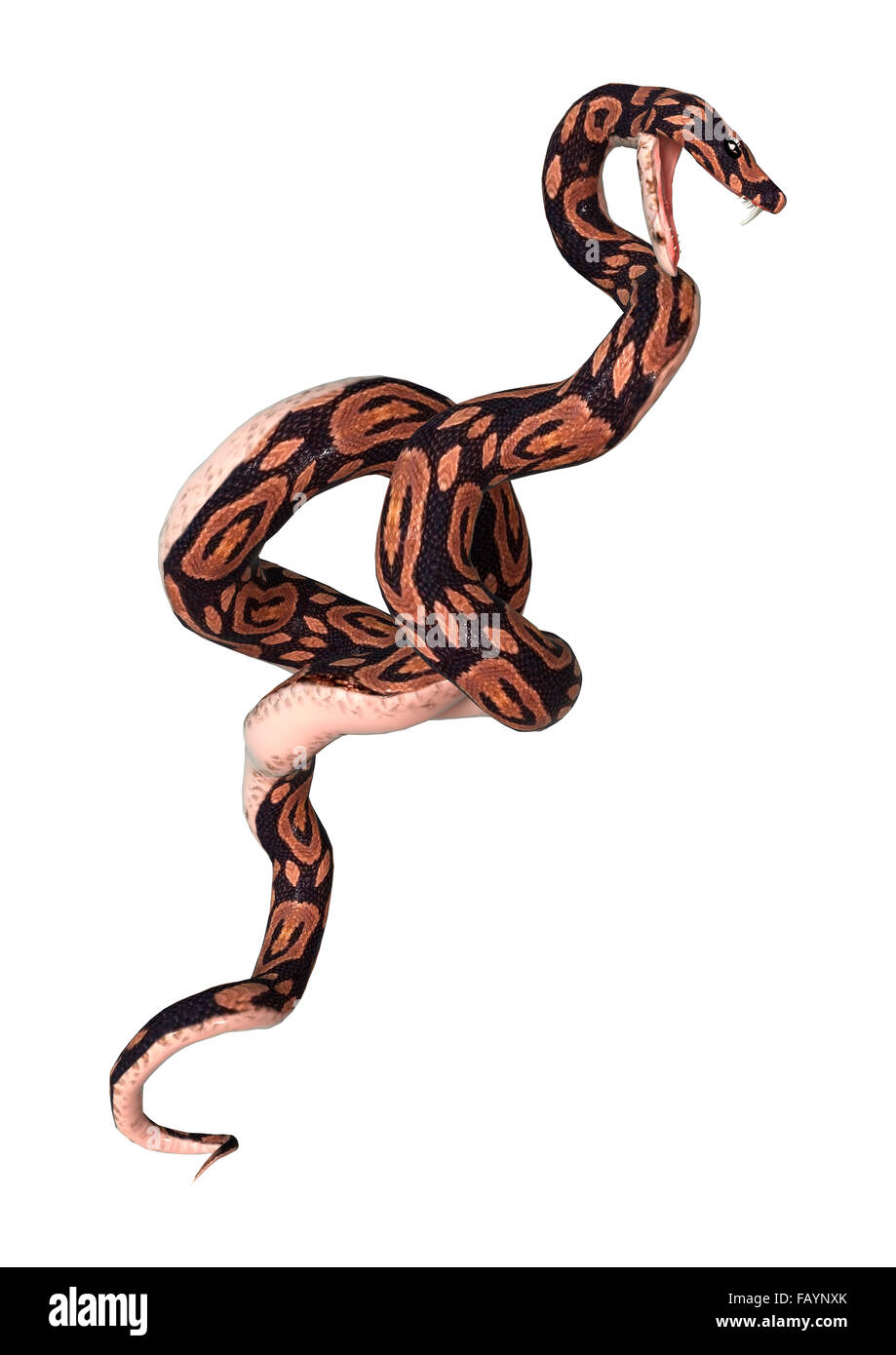 3D digital render of a ball python snake isolated on white background ...