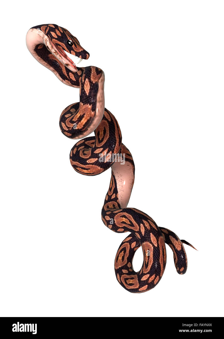 3D digital render of a ball python snake isolated on white background ...