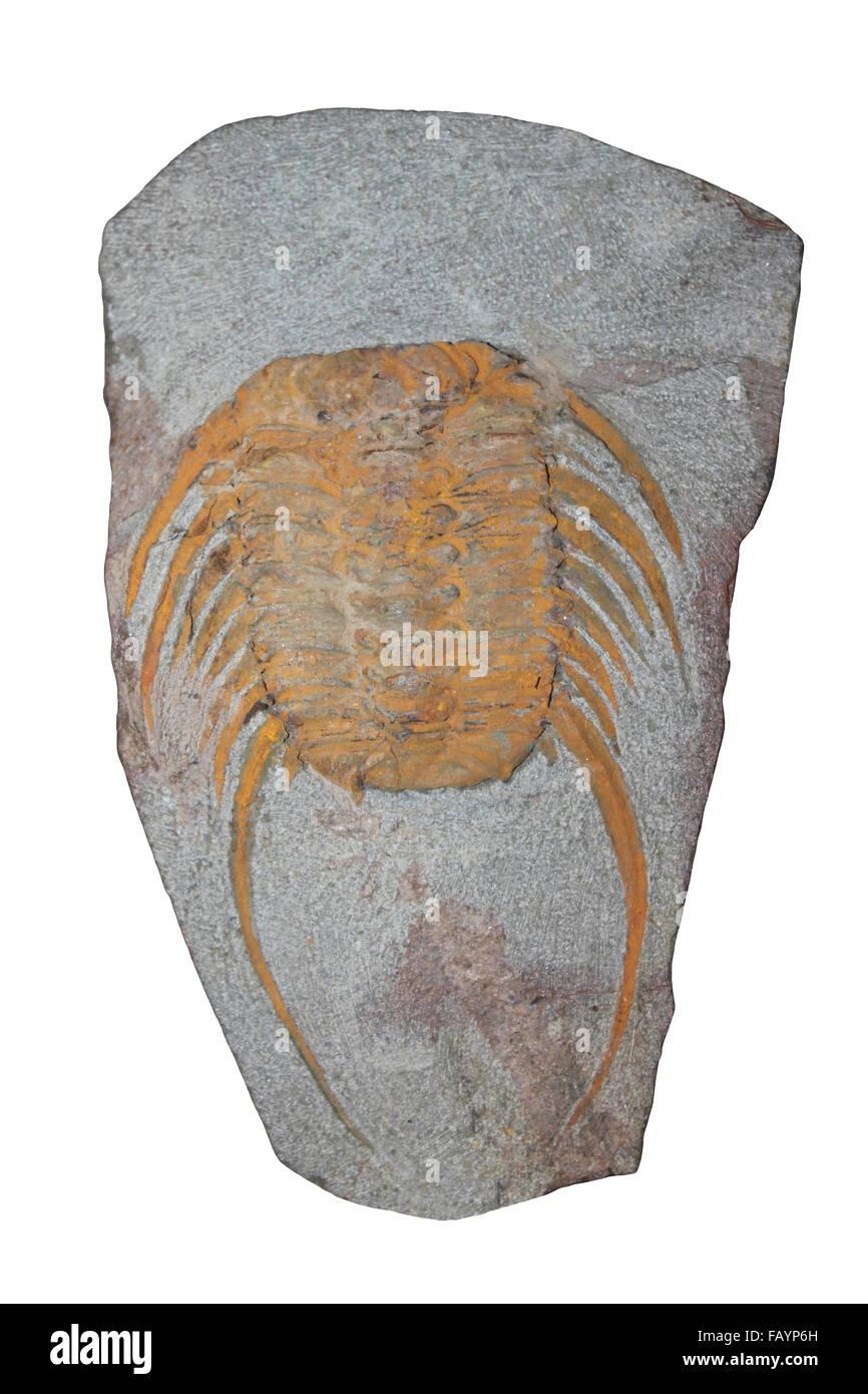 Trilobite Selenopeltis longispinus Upper Ordovician, Morocco Stock Photo