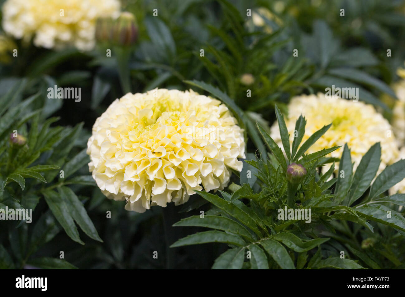 Tagetes erecta. African marigold growing in the garden. Stock Photo