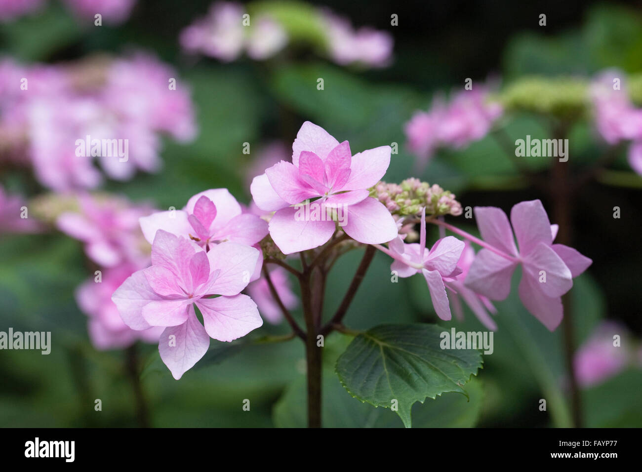Hydrangea macrophylla 'Hanabi Rose' Stock Photo - Alamy