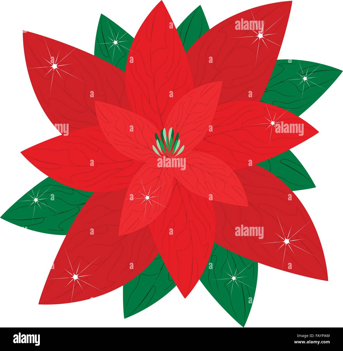 A Beautiful Christmas Poinsettia Flower Isolated on White Background