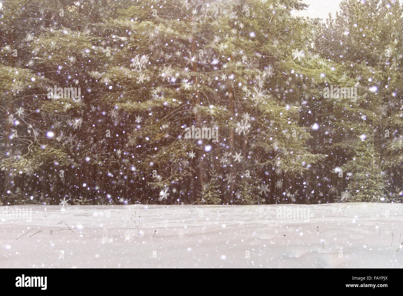 Winter snow scene with forest background Stock Photo - Alamy