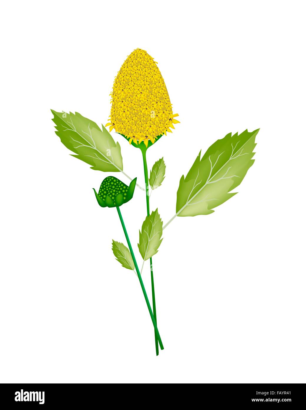 Vegetable and Herb, An Illustration of Fresh Paracress Plant with Beautiful Yellow Blossom Used for Seasoning in Cooking. Stock Photo