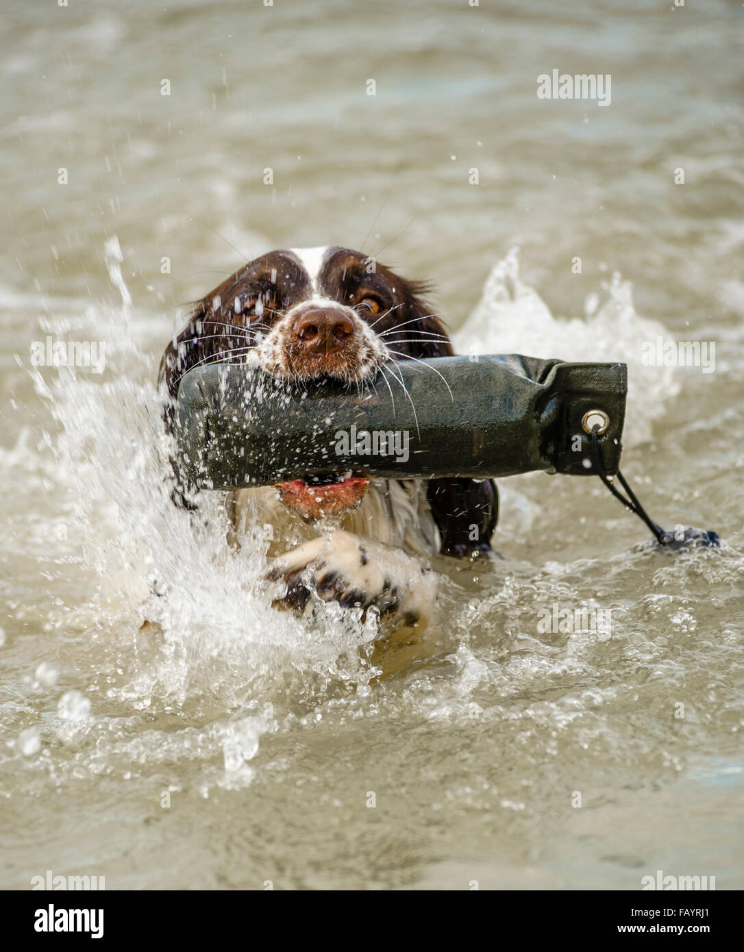 English Springer Spaniel working gun dog retrieving a training dummy in