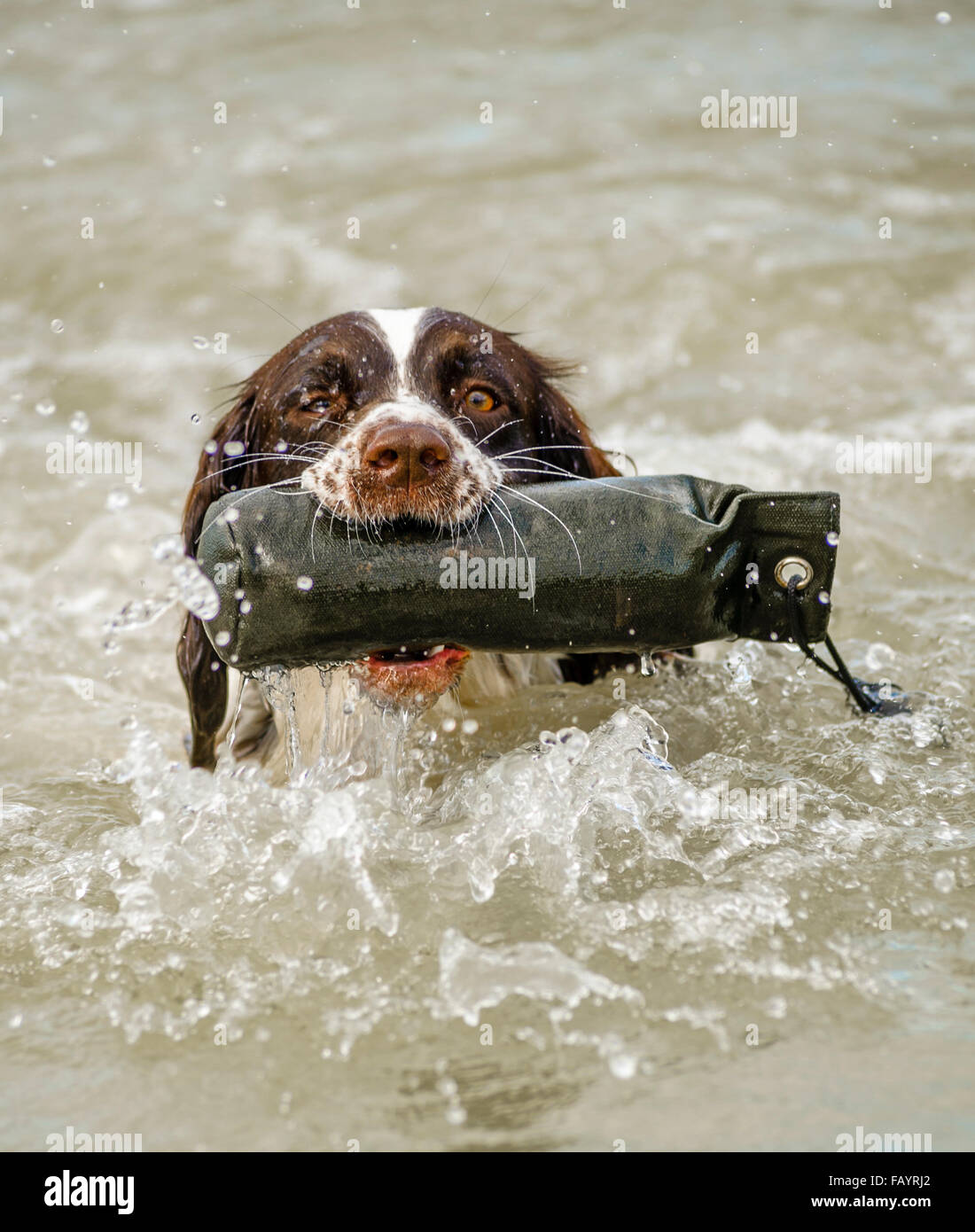 English Springer Spaniel Working Gun Dog Retrieving A Training Dummy In 