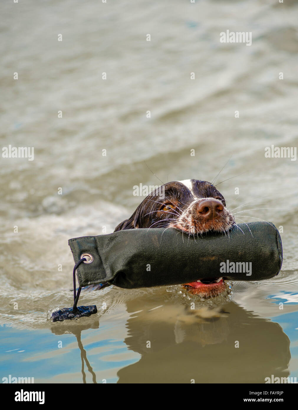 Gun Dog Training Nottinghamshire Gun Dog Training Nottinghamshire