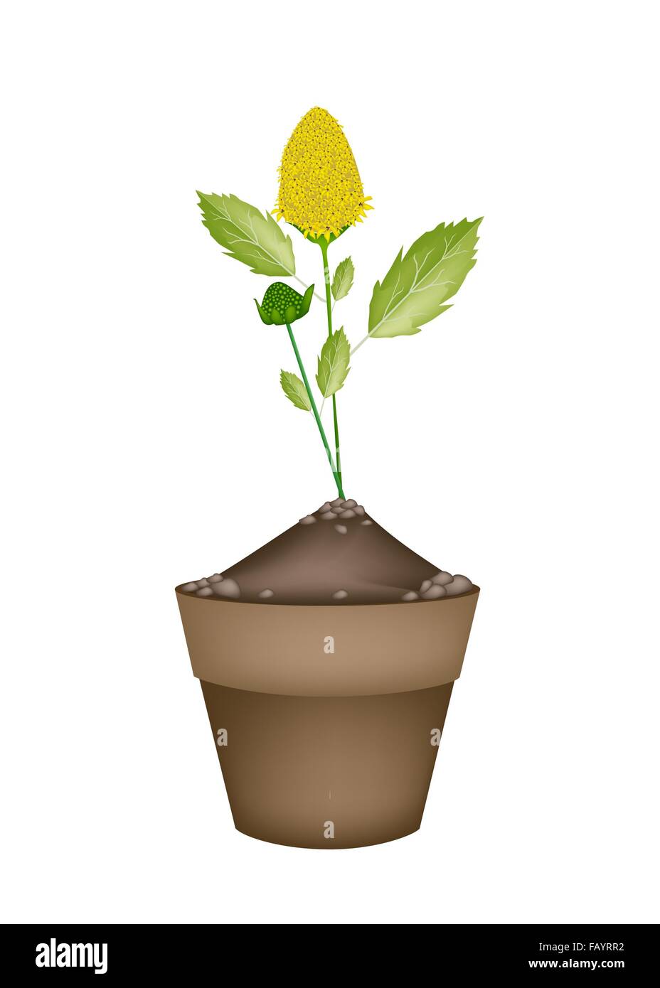 Vegetable and Herb, An Illustration of Fresh Paracress Plant with Beautiful Yellow Blossom in Terracotta Flower Pots Used for Se Stock Photo
