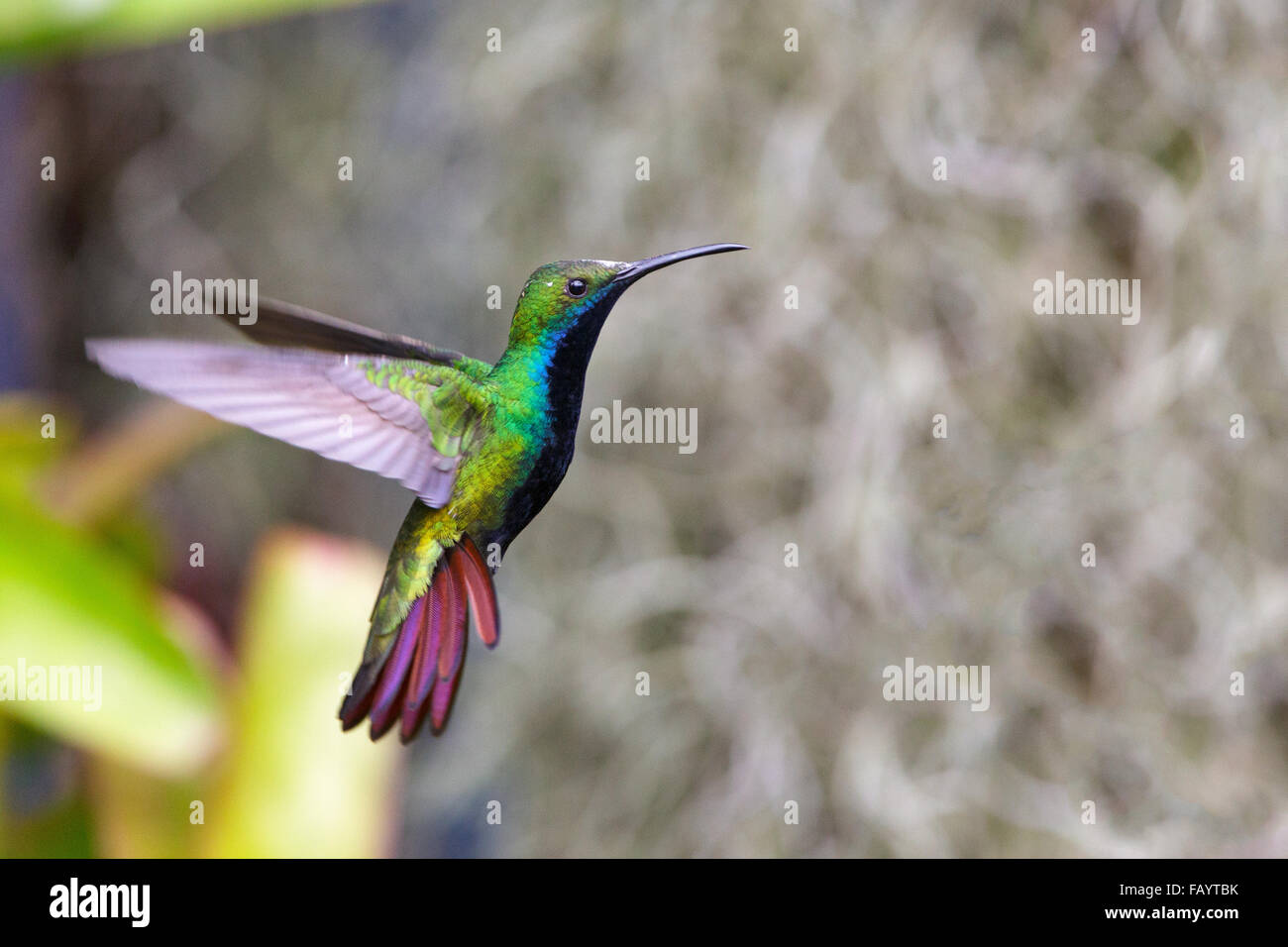 Male black-throated mango hummingbird Stock Photo