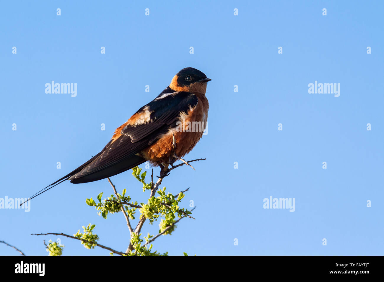 Rufous chested swallow hi-res stock photography and images - Alamy