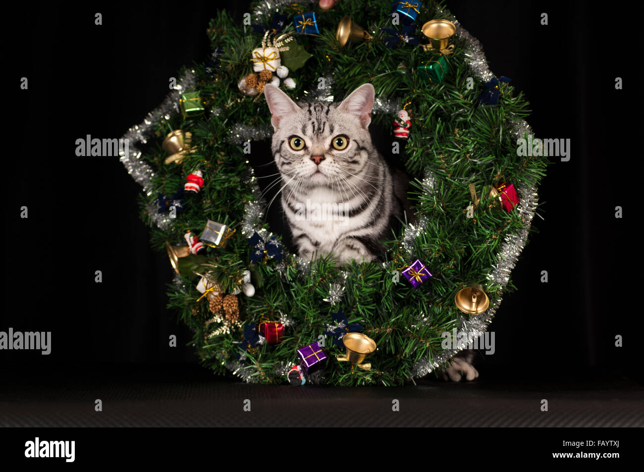 American shorthaired cat in Christmas decoration Stock Photo