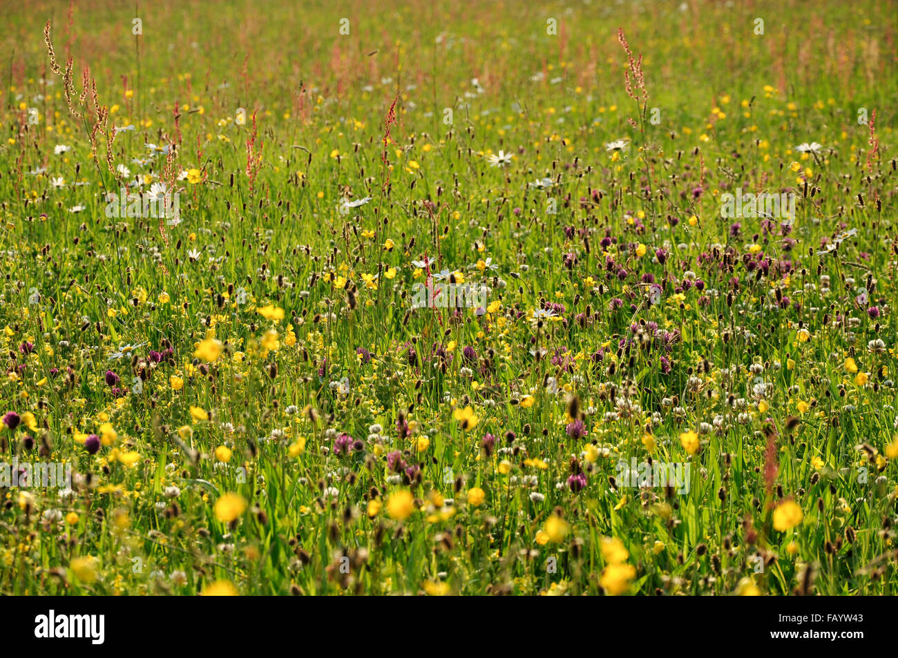 A summer meadow in England, full of colourful wildflowers. Stock Photo