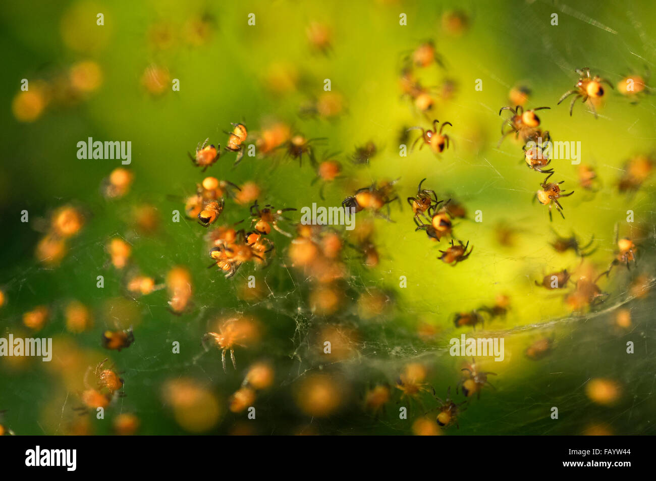 Baby Yellow Garden Spiders High Resolution Stock Photography And Images Alamy Baby Yellow Garden Spiders High Resolution Stock Photography And Images Alamy