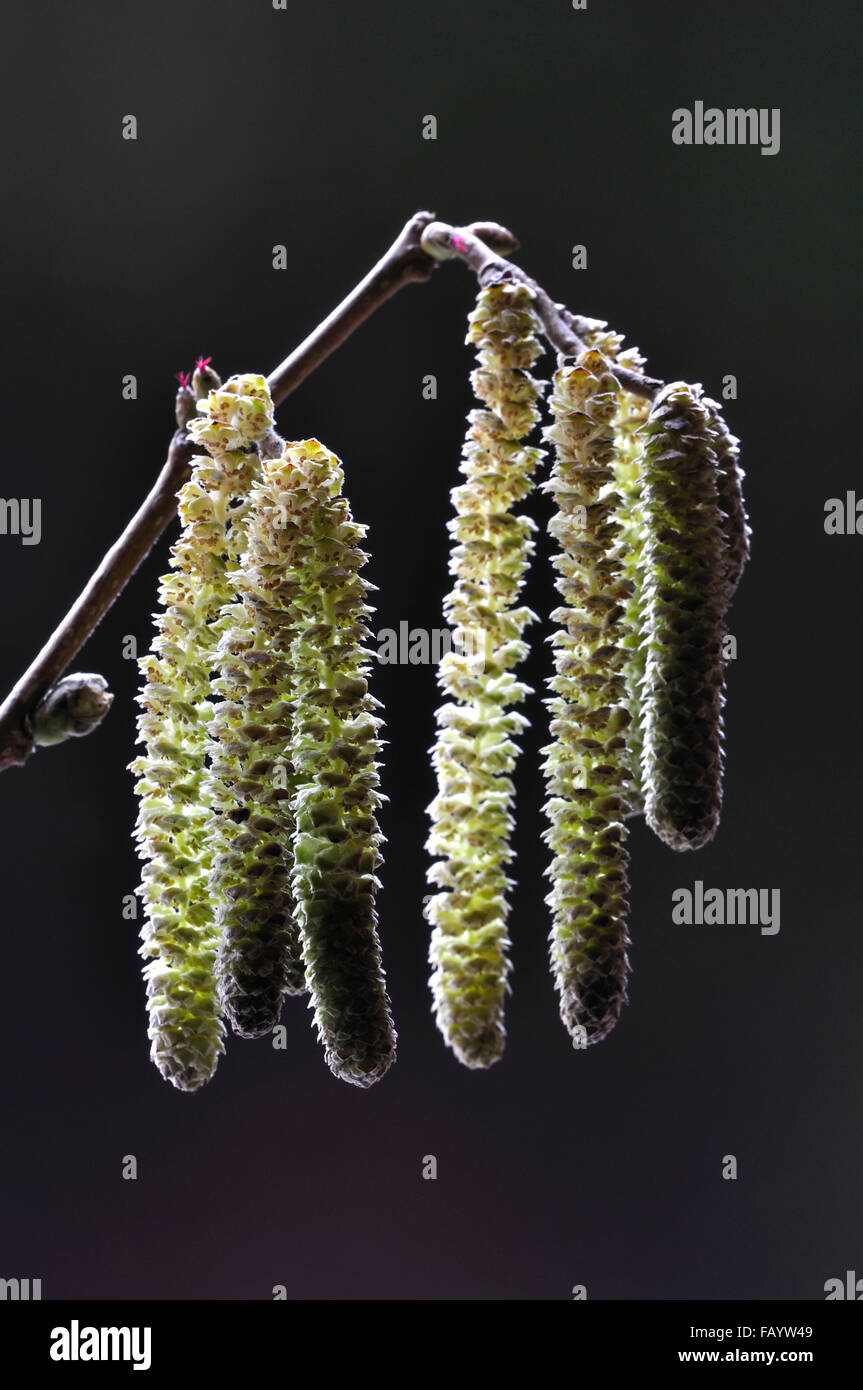 A sprig of hazel catkins with the tiny female flowers UK Stock Photo