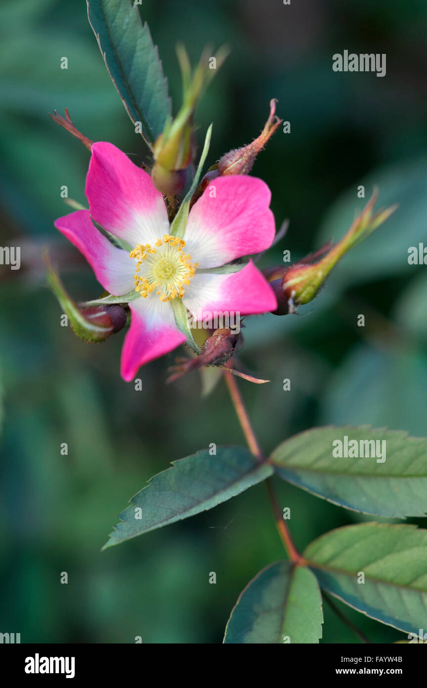 Rosa Glauca coming into flower. A wild looking rose with single pink flowres and dusky green foliage. Stock Photo