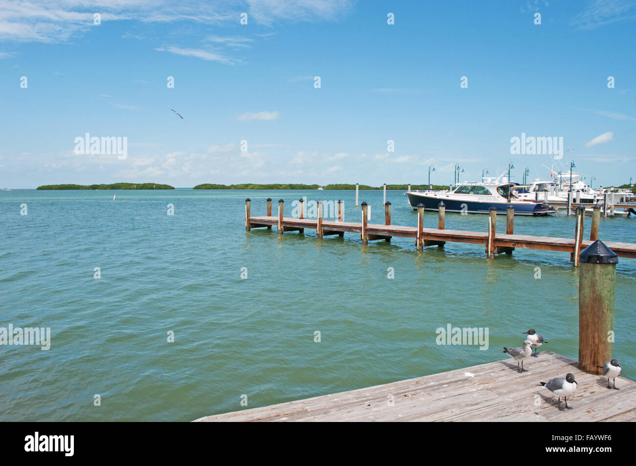 Florida keys birds hi-res stock photography and images - Alamy Florida keys birds hi-res stock photography and images - Alamy