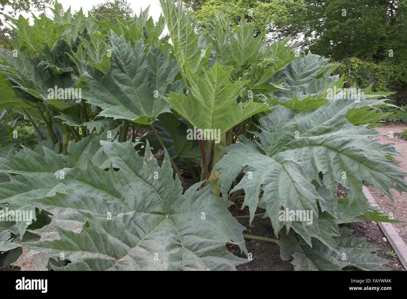 Chinese Rhubarb, Rhubarbe, Rhabarber, Arzneirhabarber, Chinesischer Rhabarber, Rheum palmatum Stock Photo