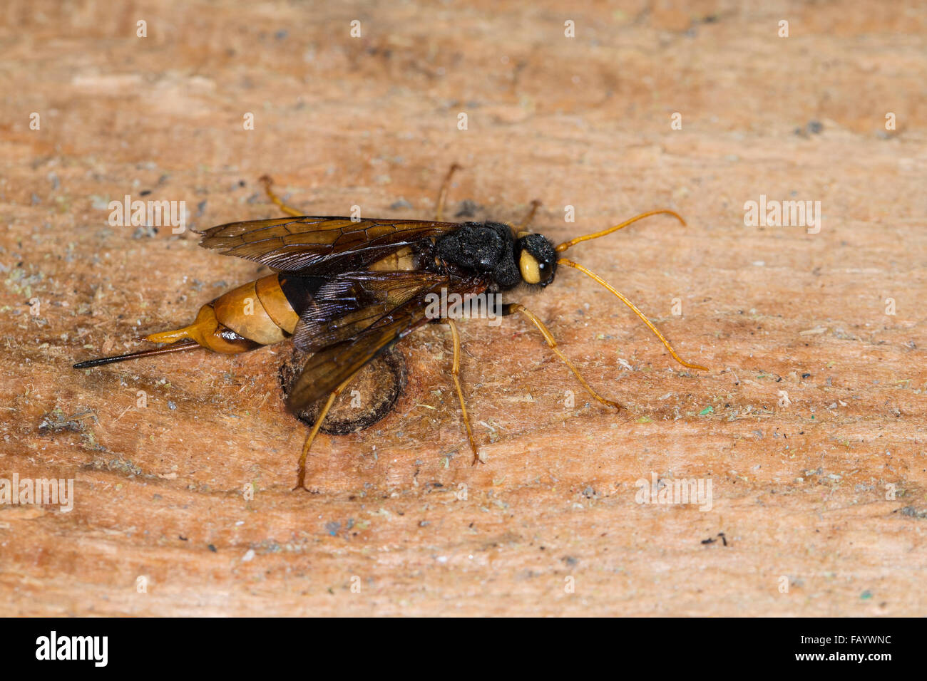 Giant Woodwasp, Banded Horntail, Greater Horntail, female, Riesen-Holzwespe, Riesenholzwespe, Holzwespe, Weib, Urocerus gigas Stock Photo