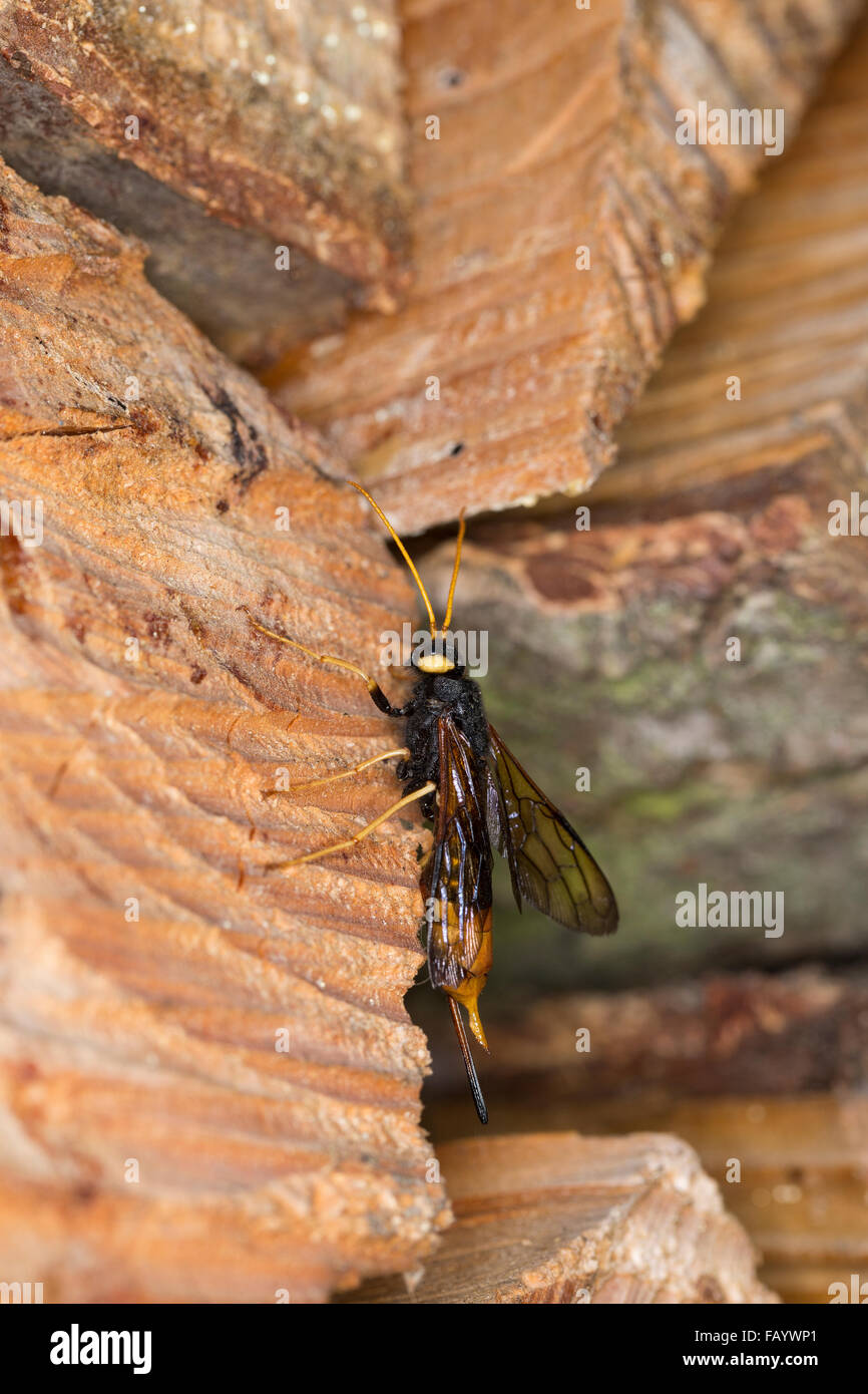 Giant Woodwasp, Banded Horntail, Greater Horntail, female, Riesen-Holzwespe, Riesenholzwespe, Holzwespe, Weib, Urocerus gigas Stock Photo