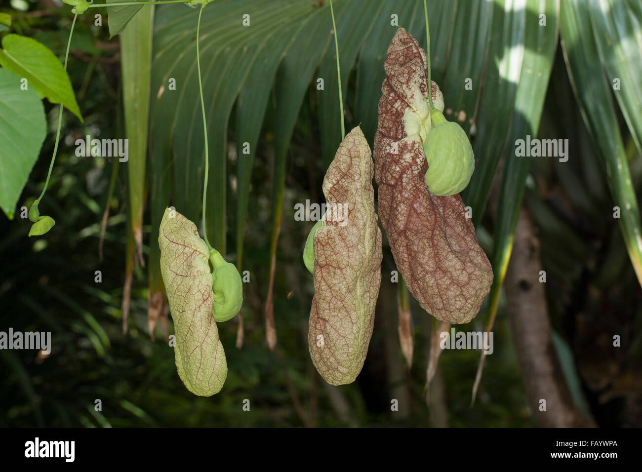 Duck flower || Contribo || Aristolochia grandiflora || The pelican flower  || [1 flower] -Retail