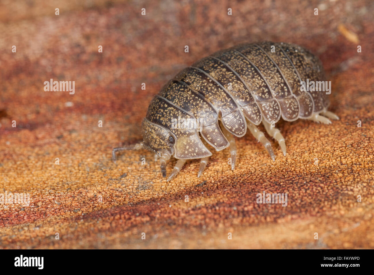 Pillbug, pill bug, Riesen-Rollassel, Riesenrollassel, Große Rollassel, Rollasseln, Helleria brevicornis, Korsika, Corsica Stock Photo