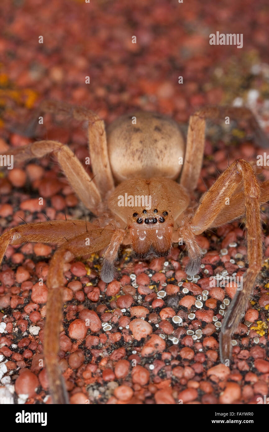 Giant crab spider, huntsman spider, Riesenkrabbenspinne, RiesenkrabbenSpinne, Riesen
