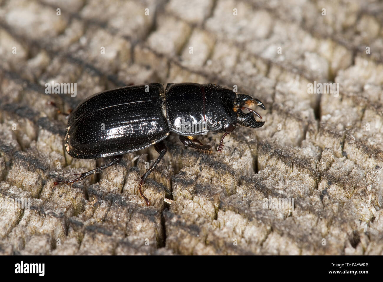 Boral beetle, male, Rindenschröter, Rinden-Schröter, Männchen, Ceruchus chrysomelinus Stock Photo